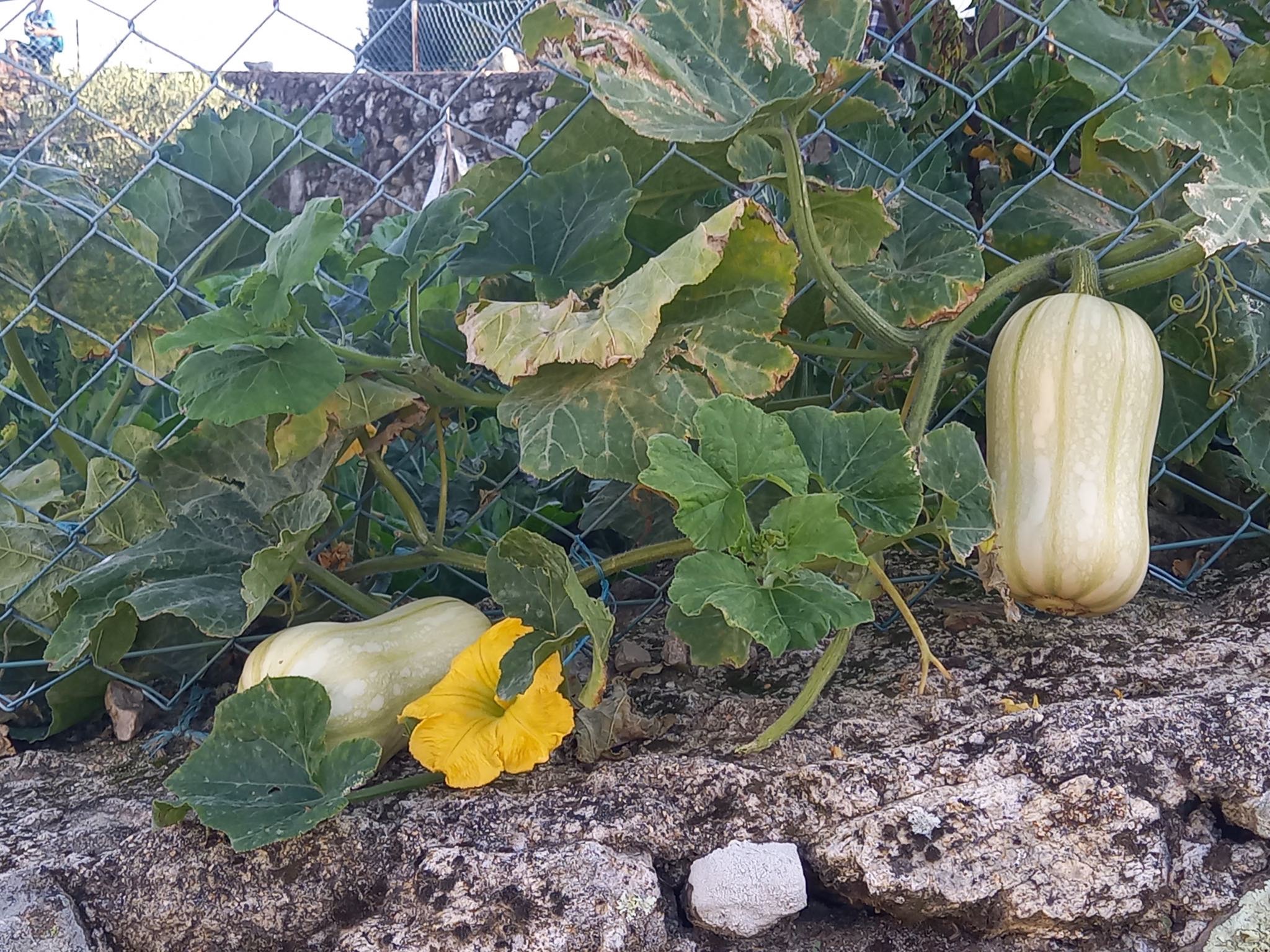 Erntezeit